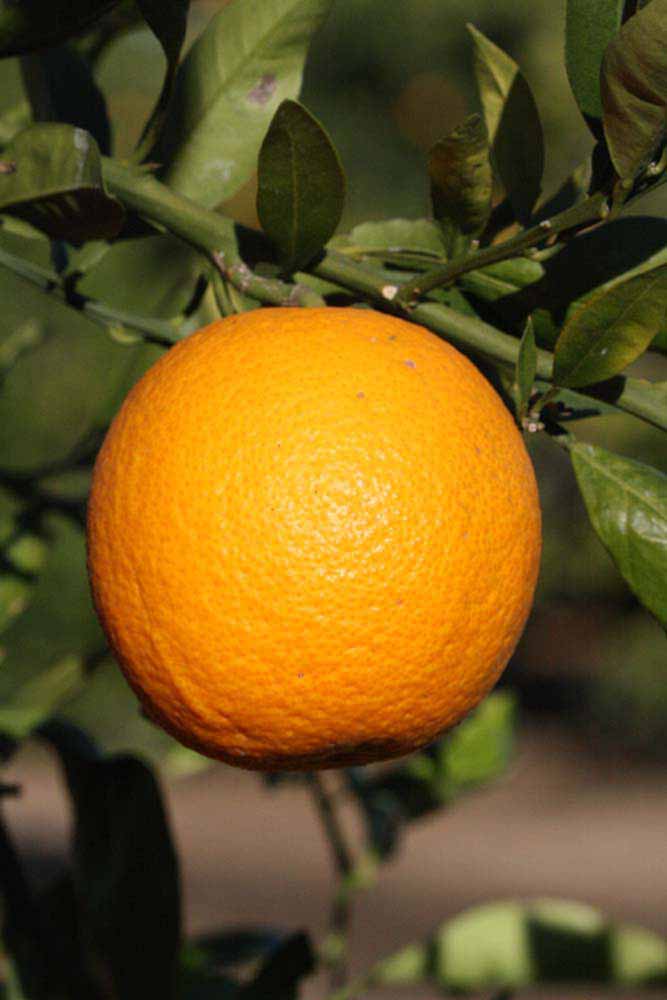            Fruit (Riverside, CA)   